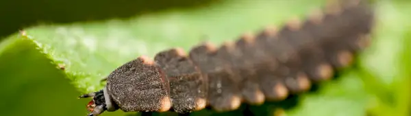 Pilnas totemų sąrašas