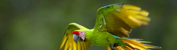 Spirit Animal Totem Generator