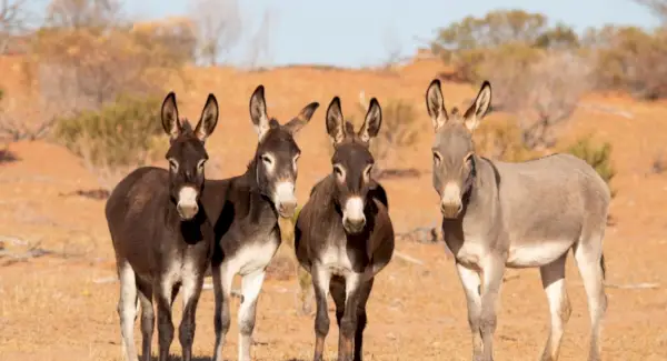 Simbolisme, somnis i missatges de l'ase