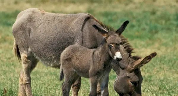 Totem de l'ase, Somnis i Missatges