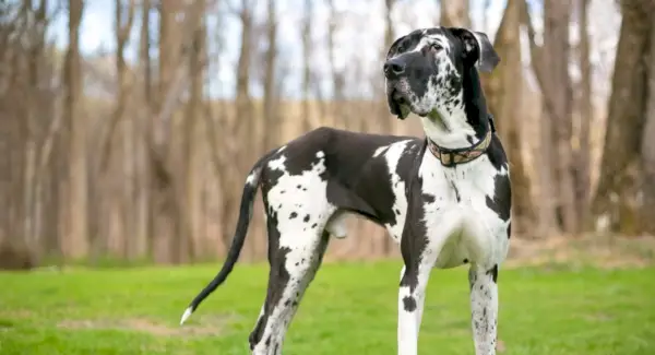 Tòtem Gran Danès i Missatges