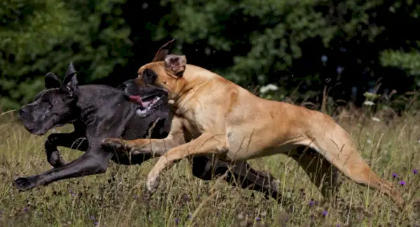 Simbolisme gran danès