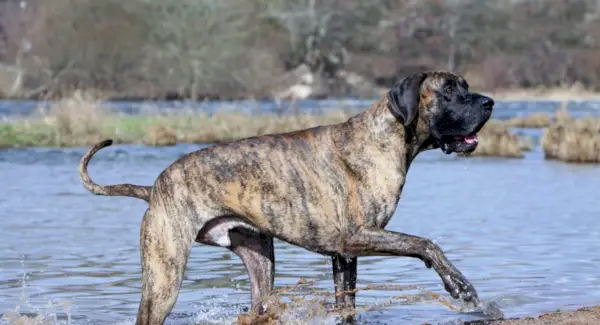 Somni de Gran Danès, significat