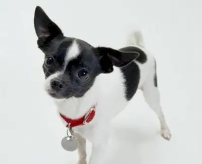 Symbolika čivavy, význam čivavy, totem čivavy, sen čivavy, zprávy