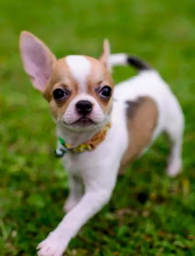 Symbolika šálku čivavy, význam čivavy, totem čivavy, sen čivavy, zprávy