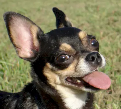 Symbolika čivavy, význam čivavy, totem čivavy, sen čivavy, zprávy