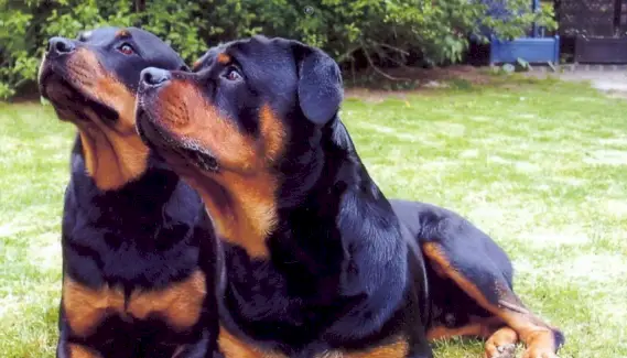 Totem de Rottweiler, sonho de Rottweiler e mensagens
