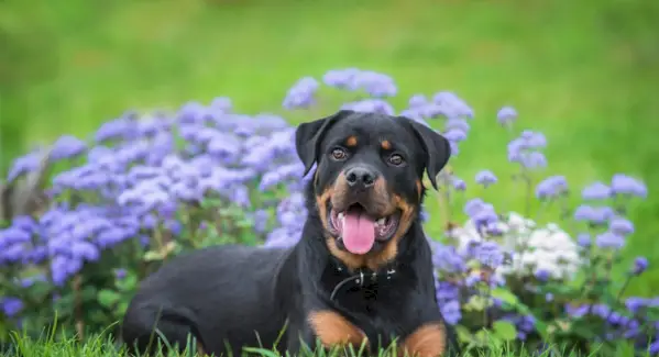 Significado de rottweiler