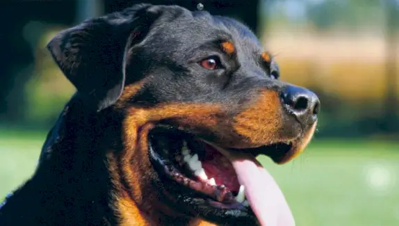 Simbolismo Rottweiler