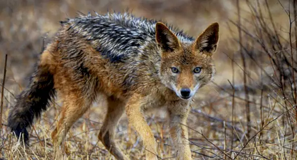 Simbolisme, somnis i missatges de xacal