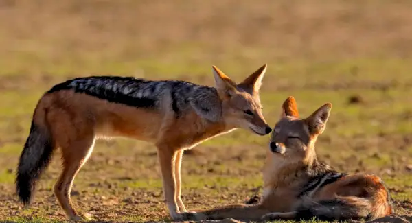 Tòtem Xacal, Somnis i Missatges