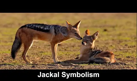 Reproductor de YouTube