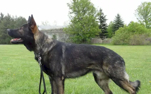 Totem do pastor, sonho do pastor e mensagens