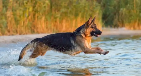 Simbolismo do pastor alemão