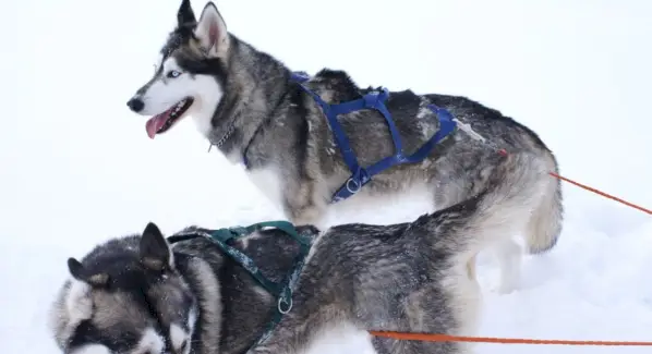 Simbolisme husky, significat husky, tòtem husky, somni husky i missatges