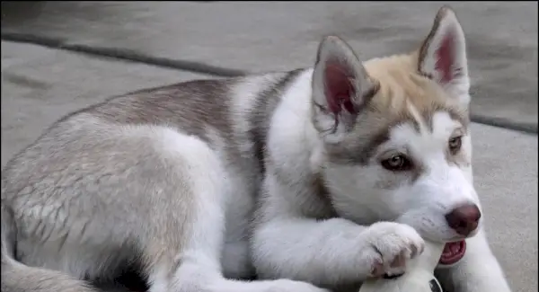 Simbolisme husky, significat husky, tòtem husky, somni husky i missatges