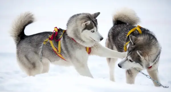 Simbolisme husky, significat husky, tòtem husky, somni husky i missatges