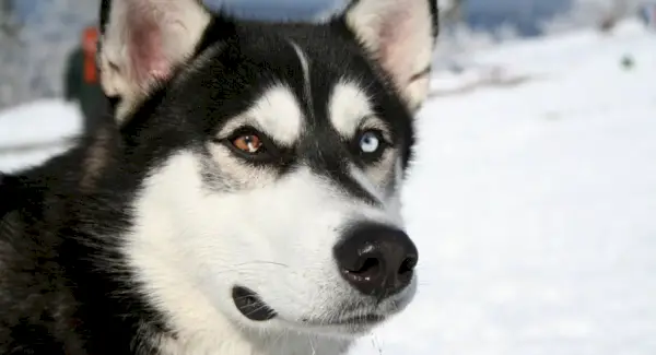 Simbolisme husky, significat husky, tòtem husky, somni husky i missatges
