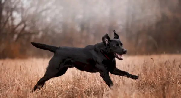 Лабрадор символіка