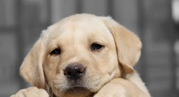 Лабрадор ретрівер, ретривер, собаки, породи собак, повідомлення тварин, тотеми