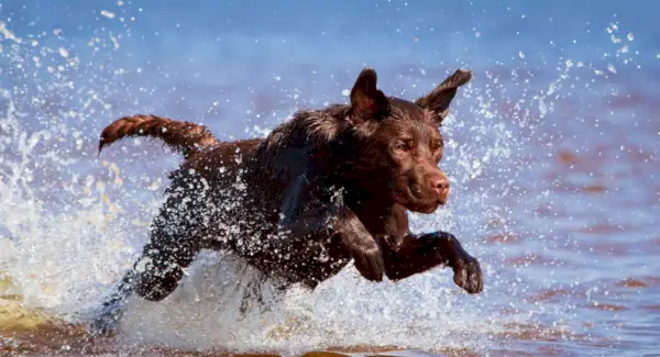 Лабрадор символіка