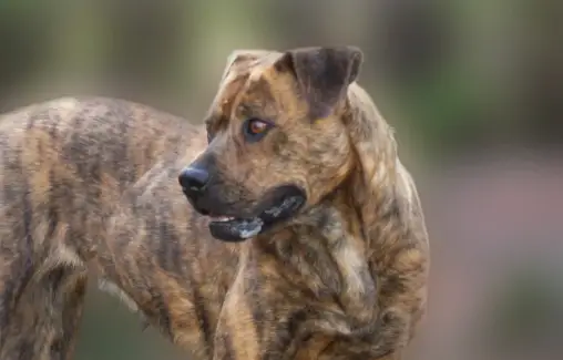 Šuns simbolika, šuns reikšmė, šuns totemas, šuns sapnas ir pranešimai