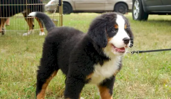 Šuns simbolika, šuns reikšmė, šuns totemas, šuns sapnas ir pranešimai