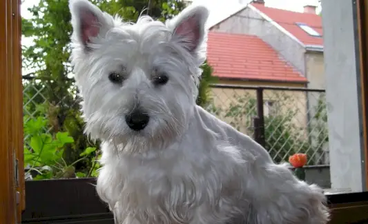 Šuns simbolika, šuns reikšmė, šuns totemas, šuns sapnas ir pranešimai