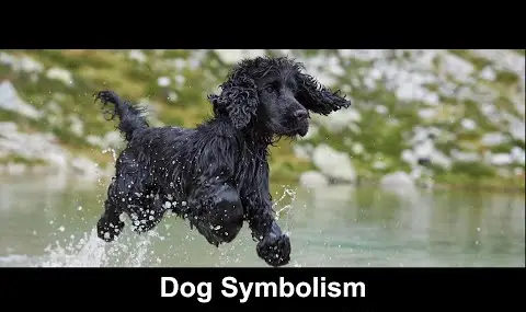 „YouTube“ grotuvas