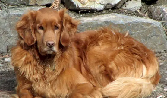 Simbolisme Golden Retriever, significat daurat, tòtem daurat, somni daurat i missatges