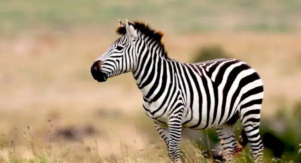 Totem Zebra