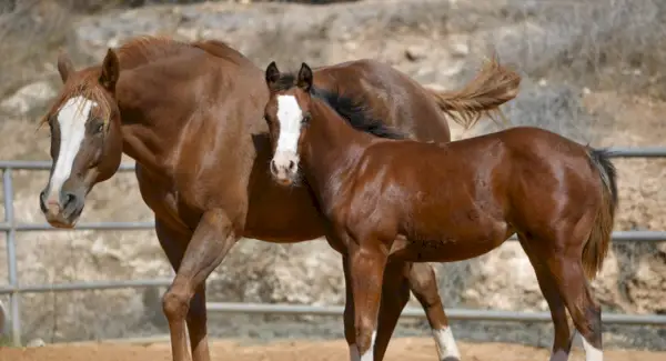 Quarto de Milha, Cavalo, Animais Terrestres, Mamíferos, Mensagens e Totens de Animais, Simbolismo do Quarto de Milha, Totem do Cavalo Quarto de Milha, Significado do Cavalo Quarto de Milha, Sonho do Cavalo Quarto de Milha