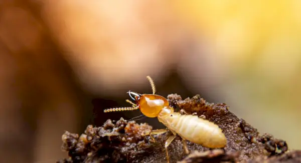 Termit Betydelse, Totem