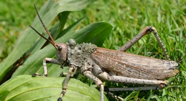 Milkweed Locust Totem, sny a zprávy