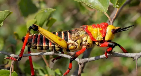 Symbolismus, sny a poselství kobylky