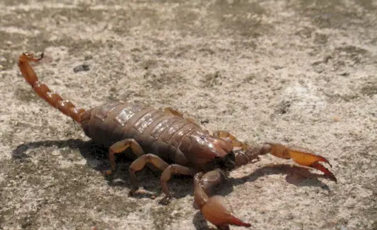 Символіка скорпіона, значення скорпіона, тотем скорпіона, сон скорпіона та повідомлення