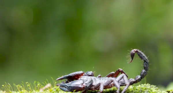 Символіка скорпіона, значення скорпіона, тотем скорпіона, сон скорпіона та повідомлення