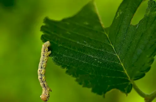 Simbolisme de cuc de polzada, significat de cuc de polzada, tòtem de cuc de polzada, somni de cuc de polzada i missatges