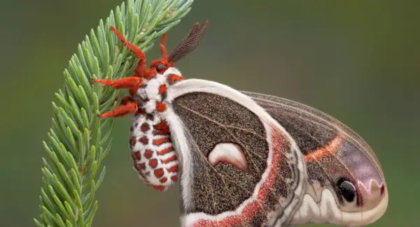 Тотем молі, сни та повідомлення