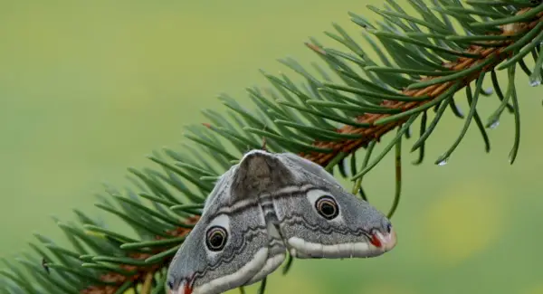 Моль Значення