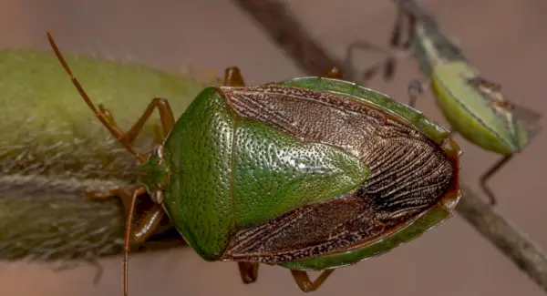 Значення смердючих жуків, сни та повідомлення