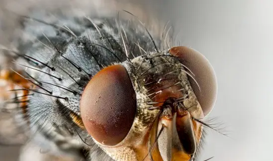 Mosca domèstica comuna, insecte, error, simbolisme de la mosca, significat de la mosca, tòtem de la mosca, somni de la mosca i missatges