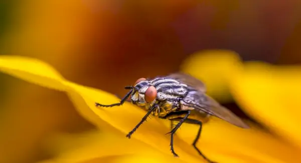 Mosca domèstica, insecte, error, simbolisme de la mosca, significat de la mosca, tòtem de la mosca, somni de la mosca i missatges
