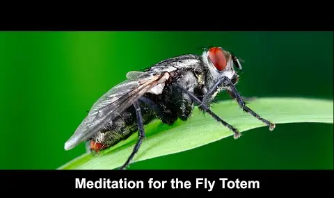 Reproductor de YouTube