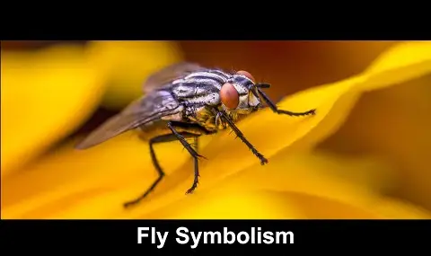 Reproductor de YouTube