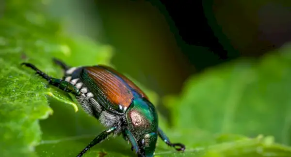 Japansk skalbaggesymbolism, skalbaggens betydelse, skalbaggetotem, skalbaggedröm och meddelanden