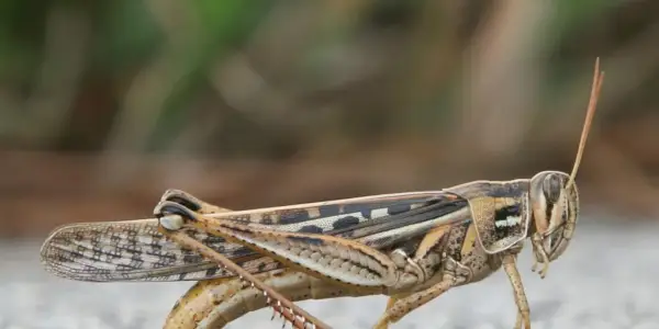 Symbolika kobylky amerického vtáctva, význam kobylky, totem kobylky, sen kobylky a správy