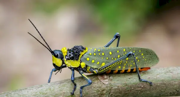 Symbolika kobylky, význam kobylky, totem kobylky, sen kobylky a správy