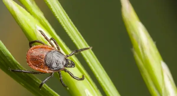 Marque Sonhos e Mensagens