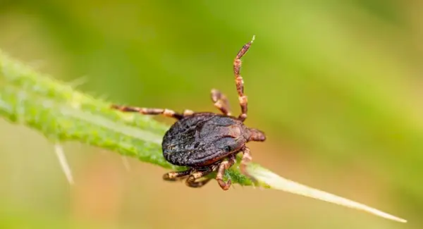 Simbolismo do carrapato